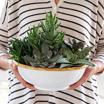 How To: Arranging Succulents